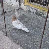 ،...‌کله زرد زات عالی حیون پرش سار اقون فروخته شده|پرنده|تربت‌حیدریه, شهید بهشتی|دیوار