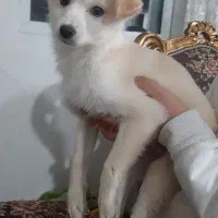 سگ اشپیتز فرانسه