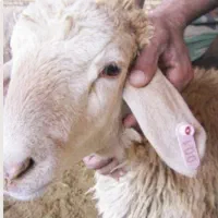 قصاب حرفه ایی همراه با گوسفند زنده ترازوی دیجیتال