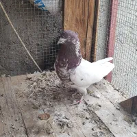 کبوتر پرشی|پرنده|خمینی‌شهر, |دیوار