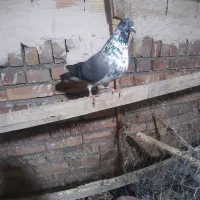 کبوتر پرشی|پرنده|خوی, |دیوار