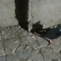 کبوتر|پرنده|کنگاور, |دیوار