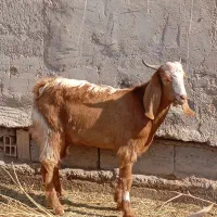 دوتا چپش نری