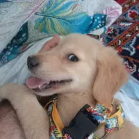 گلدن توله اصیل