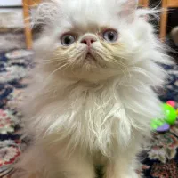 بچه گربه پرشین