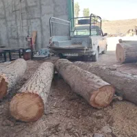 هرس و برش تخصصی درخت در تهران - خرید وجمع آوری چوب