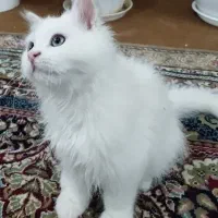 گربه پرشین|گربه|مشهد, کوثر|دیوار