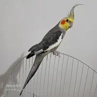 عروس نر یکسالنیم