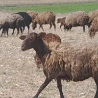 ۱۵ راس گوسفند و بره