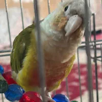گرینچیک خونواده 4 عدد