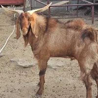 پازن درجه یک|حیوانات مزرعه|جم, |دیوار