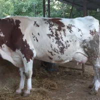 گاوسمینتال قرمز سوپر شیر