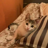 بچه گربه