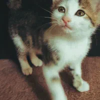 واگذاری رایگان بچه گربه