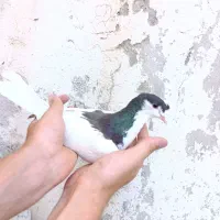 یال سیاه ماده