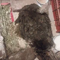 بوقلمون کرچ