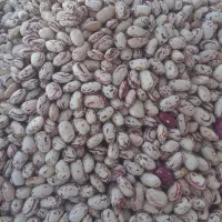 لوبیا امسال درجه۱