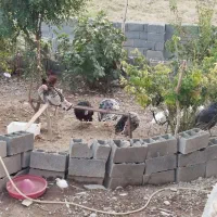 بوقلمون