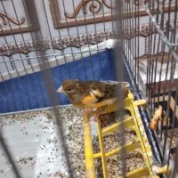 سهره و قناری|پرنده|شیراز, کوشک میدان|دیوار