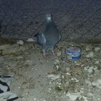 کبوتر|پرنده|طبس, |دیوار