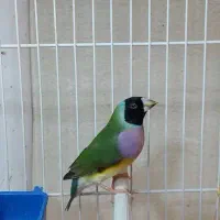 فنچ ستاره ای وگلدین