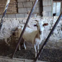 سانن خلوص بالا