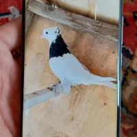 گوشی داریا باند. نقره ای. معاوضه با بز و بره