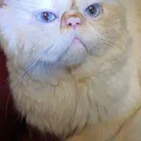 گربه پرشین نر برای جفت گیری|گربه|رشت, توشیبا|دیوار