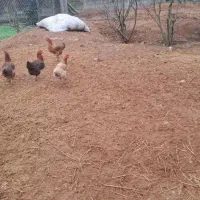 کود حیوانی پهن