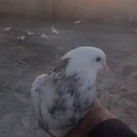 کبوتر همایون