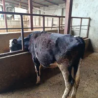 فروش دوتا گوساله ماده جنس سیمینتال
