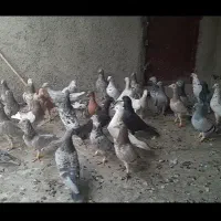 کبوتر هفرنگ برا یه بوم تعداد ۳۸تا