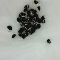 فروش بذر پیاز قرمز  مستقیم از کشاورز بخر نه از واس