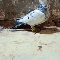 کبوتر سار