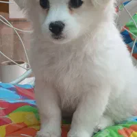 فروش سگ پامر اشپیتز اصیل