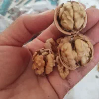 گردو تازه و درجه یک و اعلا