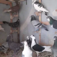 تعدادی پلاکی شهری بهبونی|پرنده|شیراز, تندگویان|دیوار