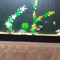 ماهی آکواریومی|ماهی|اسلامآباد غرب, |دیوار