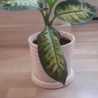 گل و گیاه در گهواره