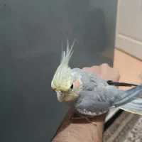 عروس هلندی|پرنده|گلستان (تهران), |دیوار