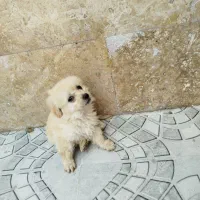 سگ خوانگی|سگ|جم, |دیوار