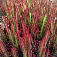 تنها مجموعه خدمات رایگان گیاه در مشهد