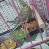 عروس هلندی|پرنده|قشم, |دیوار