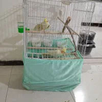 عروس هلندی لوتیانو جفت|پرنده|رودهن, |دیوار