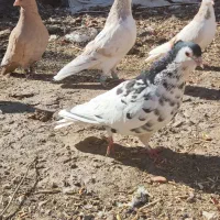 جوانه ساده کاکلی افشون|پرنده|تربتحیدریه, آغوی|دیوار