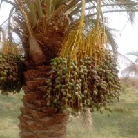 فروش باغ واقع درچهل تخم نرماشیر