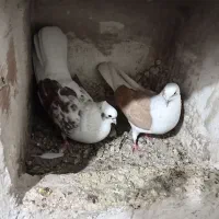 تهرانی|پرنده|تبریز, |دیوار