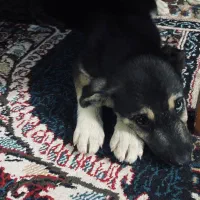 توله هاسکی ژرمن