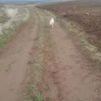 توله داگو آرژانتینو