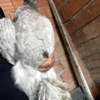 مرغ براهما یا برهما بلو آس